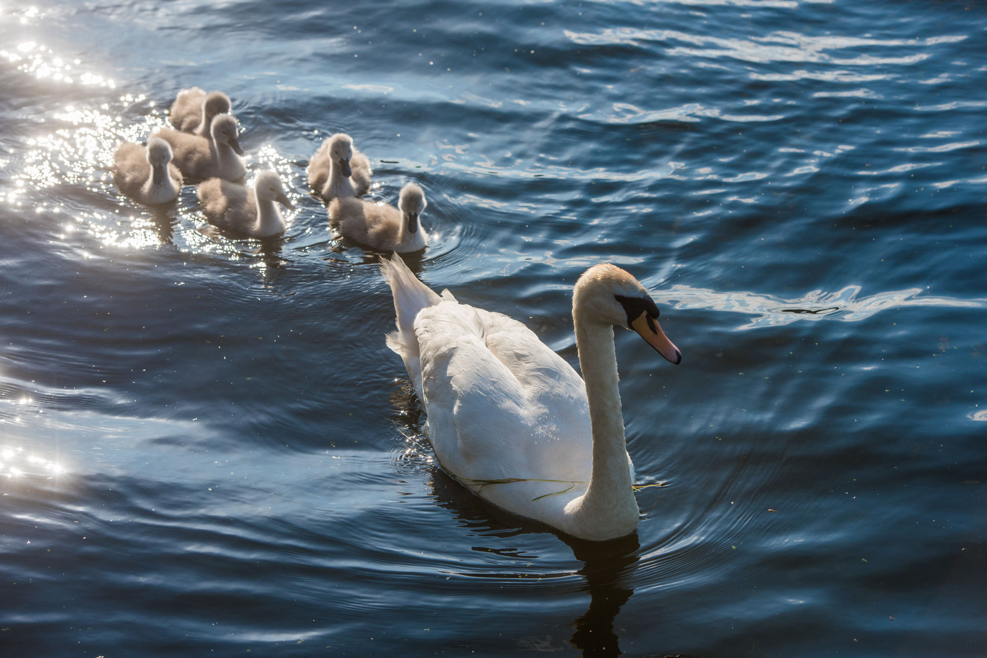 Lough Erne Resort Enniskillen Eksteriør bilde Mute swan
